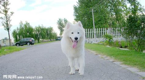 薩摩耶犬好養(yǎng)嗎?優(yōu)缺點有哪些,薩摩耶的智商相當(dāng)于人的幾歲縮略圖