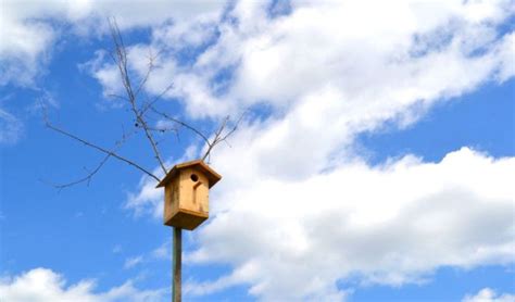 鳥籠效應,鳥籠效應戰略縮略圖
