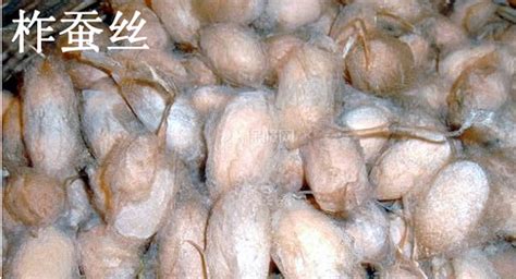 桑蠶絲和純棉哪個(gè)好,夏天穿桑蠶絲和純棉哪個(gè)好縮略圖