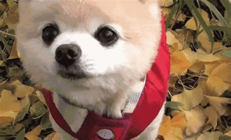 俊介犬的優缺點(最干凈最好養的小型犬)縮略圖