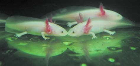 恐龍魚一直在缸底不動正常嗎(恐龍魚一直在缸底不動正常嗎視頻)縮略圖