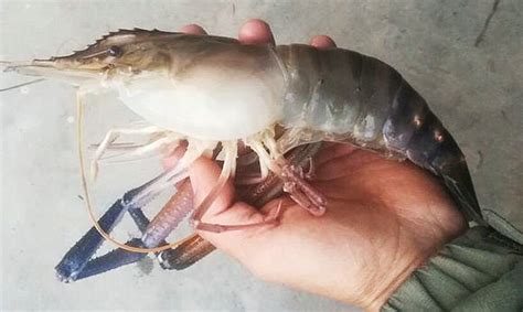 大頭蝦什么季節才有(大頭蝦什么季節才有膏)縮略圖