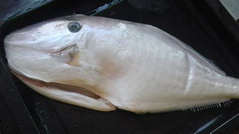 剝皮魚是海魚嗎(剝皮魚是海魚嗎含碘)縮略圖