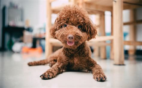 貴婦犬和泰迪有區別嗎,貴婦犬和泰迪有區別嗎圖片縮略圖