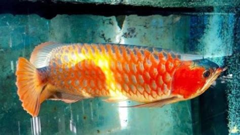 熱帶魚水溫多少度合適,熱帶魚水溫多少度合適魚不死縮略圖