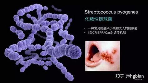 特小鳳是轉(zhuǎn)基因還是雜交的(特小鳳是轉(zhuǎn)基因嗎)縮略圖