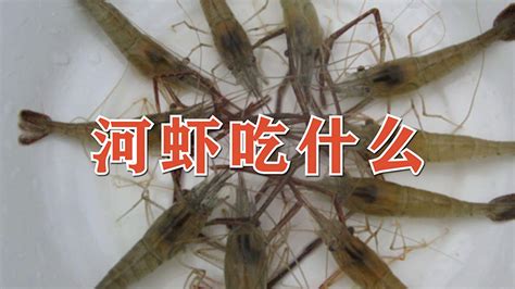 黑殼蝦怎么養(yǎng)(黑殼蝦怎么養(yǎng)才能爆缸)縮略圖
