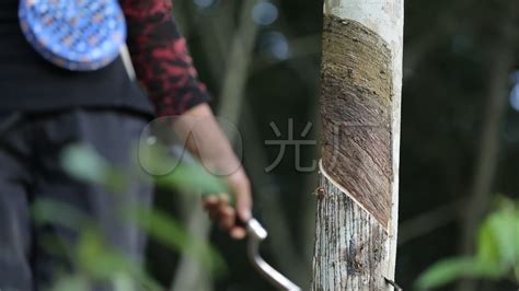 橡膠樹割膠(橡膠樹割膠方法)縮略圖