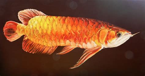 紅金龍魚(yú)多少錢(qián)一條(紅金龍魚(yú)多少錢(qián)一條最高價(jià))縮略圖
