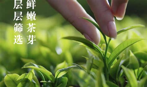 嶗山綠茶(嶗山綠茶多少錢一斤)縮略圖