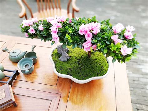室內(nèi)盆景花卉(室內(nèi)盆景花卉推薦)縮略圖