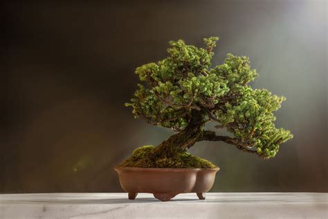 盆景花卉價(jià)格大全(花卉盆景價(jià)格大全)縮略圖