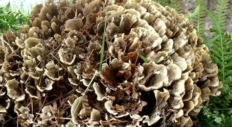干巴菌發(fā)苦,干巴菌發(fā)苦是什么原因縮略圖