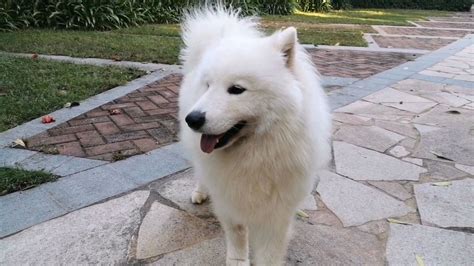 薩摩耶犬怎么訓(xùn)練大小便(薩摩耶犬怎么訓(xùn)練大小便的視頻)縮略圖