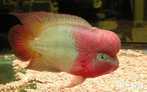 羅漢魚品種圖片介紹(羅漢魚品種圖片介紹價(jià)格大全)縮略圖