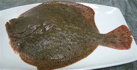 多寶魚的營養(yǎng)價值(多寶魚的營養(yǎng)價值及功效與作用)縮略圖