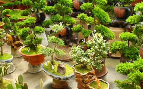 盆景花卉批發(fā)基地,盆景花卉批發(fā)基地有哪些縮略圖