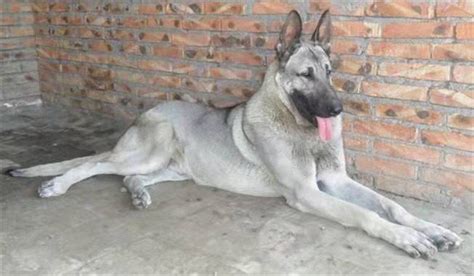 狼青犬有什么優缺點,狼青犬有什么優缺點嗎縮略圖