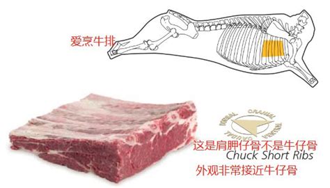 牛仔骨是牛的哪里,牛仔骨是牛的哪里的肉縮略圖