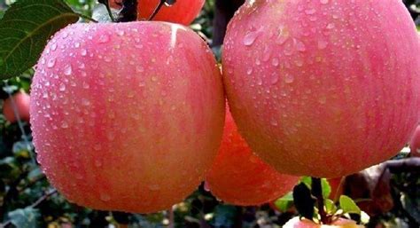 花牛蘋果和紅富士哪個營養(yǎng)價值高(花牛蘋果與紅富士哪個營養(yǎng)價值高)縮略圖