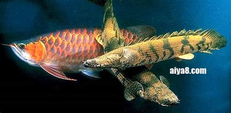 恐龍魚吃什么(恐龍魚吃什么食物)縮略圖
