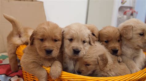 金毛幼犬養多久才過危險期,金毛幼犬怎么看純不純圖片縮略圖