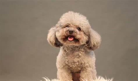 貴婦犬圖片大全發型(貴婦犬造型圖片大全)縮略圖