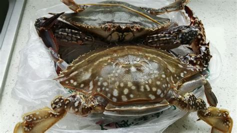 梭子蟹圖片(梭子蟹圖片高清大圖)縮略圖