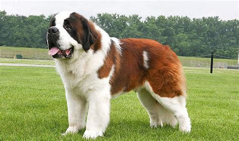 圣伯納犬圖片,圣伯納犬圖片大全高清縮略圖