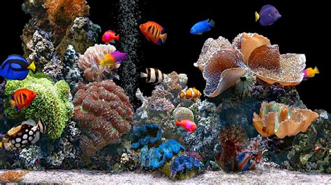 好多魚v(好多魚vr)縮略圖
