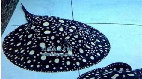 魟魚最佳吃法,魟魚的食用方法縮略圖