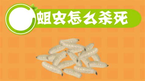 紅線蟲怎樣保存時間長(紅線蟲保存最簡單的方法)縮略圖
