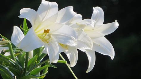 香水百合花的花語(yǔ)和寓意,香水百合花花語(yǔ)縮略圖