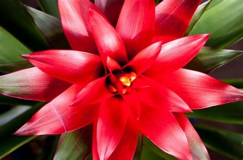 鴻運(yùn)當(dāng)頭花,鴻運(yùn)當(dāng)頭花頭枯萎怎么辦縮略圖