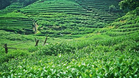 冰島茶產(chǎn)地在哪里(冰島茶產(chǎn)地在哪里多少錢一斤)縮略圖