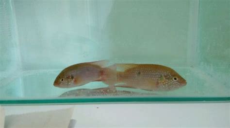 紅寶石魚(yú)可以和什么魚(yú)一起養(yǎng),紅寶石魚(yú)可以和什么魚(yú)混養(yǎng)縮略圖