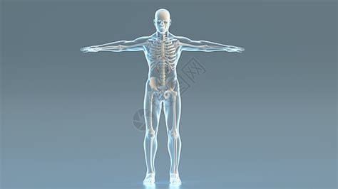 人體模型是什么意思(人體內(nèi)部結(jié)構(gòu)圖模型)縮略圖