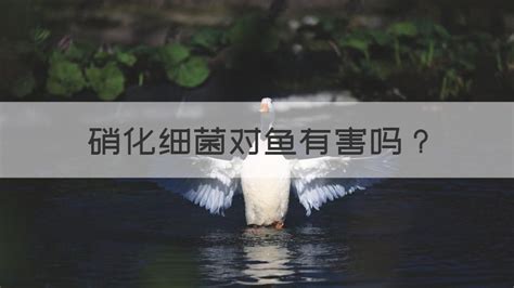硝化細(xì)菌放多了對(duì)魚有危害嗎(硝化細(xì)菌正確使用方法)縮略圖