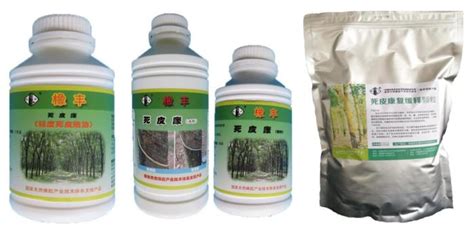 橡膠樹死皮恢復技術(shù)(橡膠樹如何防死皮)縮略圖