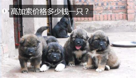 高加索犬價(jià)格,高加索犬價(jià)格是多少縮略圖