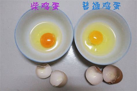 柴雞蛋全部小說(shuō)在線免費(fèi)閱讀,柴雞蛋全部小說(shuō)縮略圖