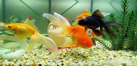 草金魚養殖技巧,草金魚養殖技巧和方法縮略圖