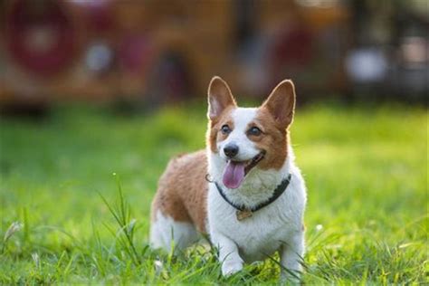 臘腸犬和柯基犬哪個(gè)好(臘腸犬和柯基犬哪個(gè)好看)縮略圖