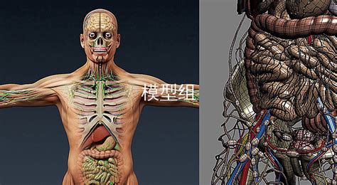 人體模型的照片(人體模型的照片怎么拍)縮略圖