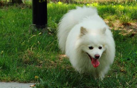 狐貍犬的品種及圖片,狐貍犬的品種及圖片 價錢縮略圖