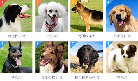 大型犬排名前十名(大型犬排名前十名圖片)縮略圖