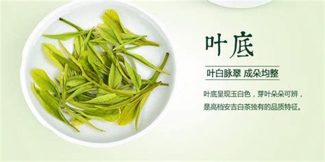 安吉白茶屬于什么檔次(安吉白茶屬于什么檔次的茶?算不算好茶?)縮略圖