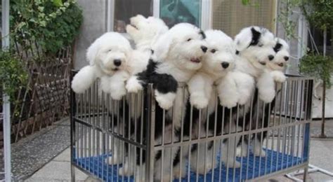 古牧為什么是禁養犬(古牧為什么是禁養犬呢)縮略圖