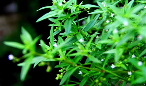 白花蛇草治什么病最好(白花蛇草的作用與禁忌)縮略圖