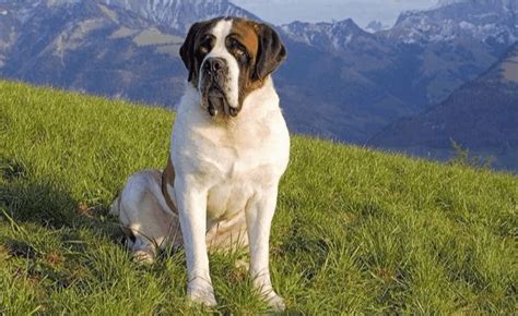 圣伯納犬的優缺點(圣伯納犬的優缺點有哪些)縮略圖